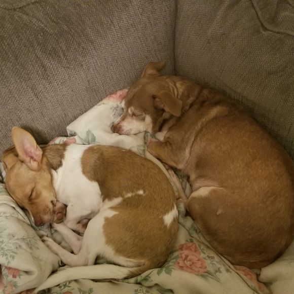 Meet your Posher, Terri - Picture 1 of 1